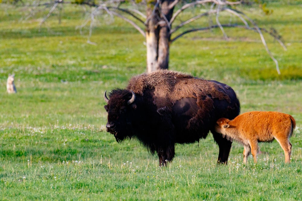 black ox near tree