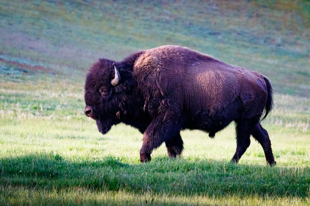 brown buffalo on green grass