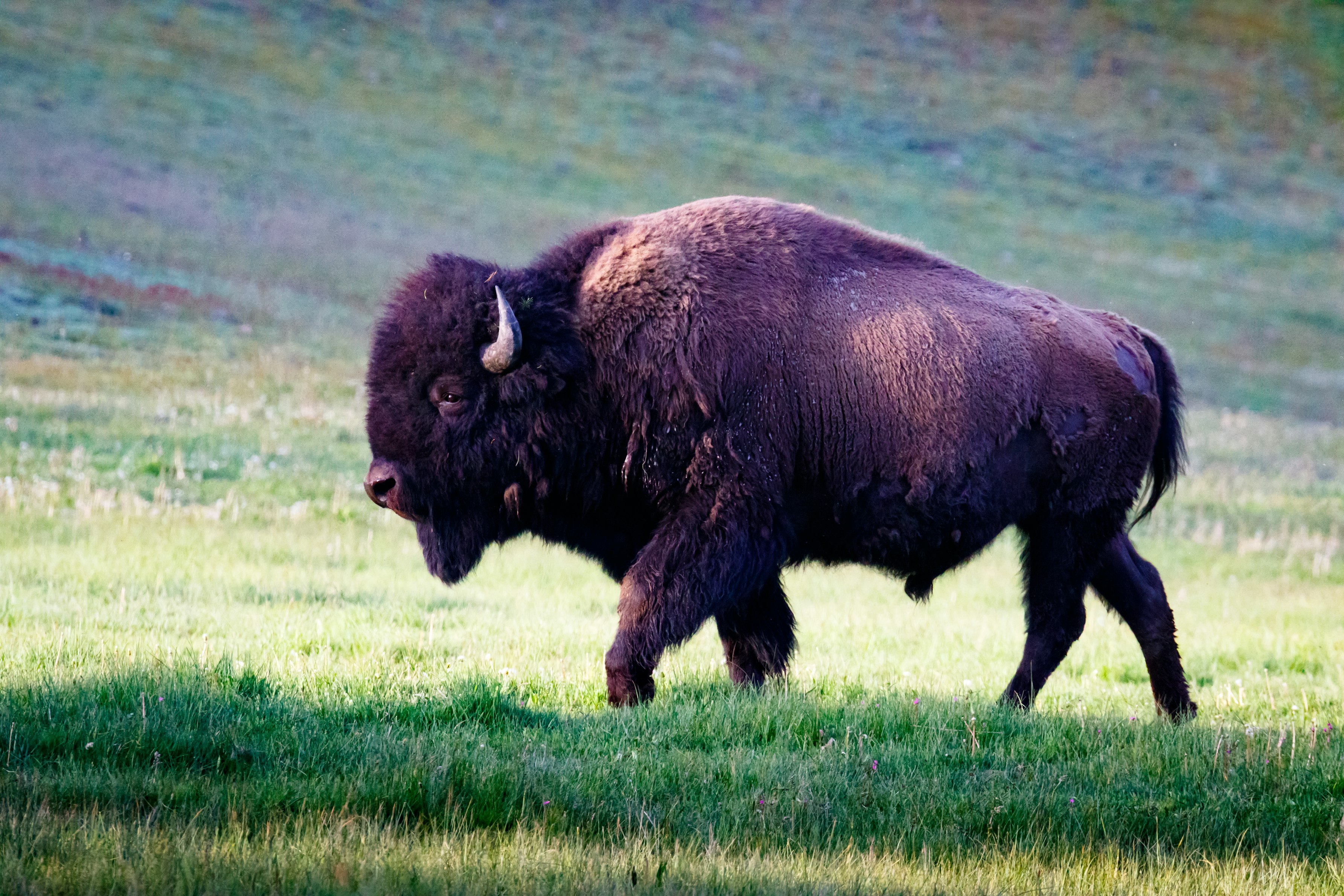 He Spent Decades Protecting Buffalo. A Microscopic Invader Threatens That Work