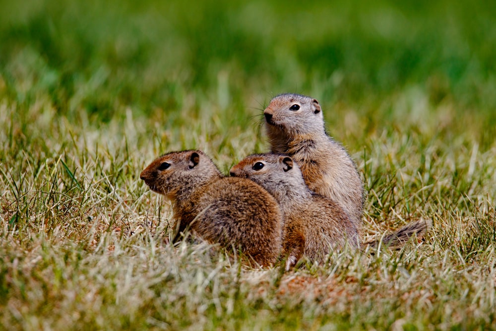 tres ardillas marrones