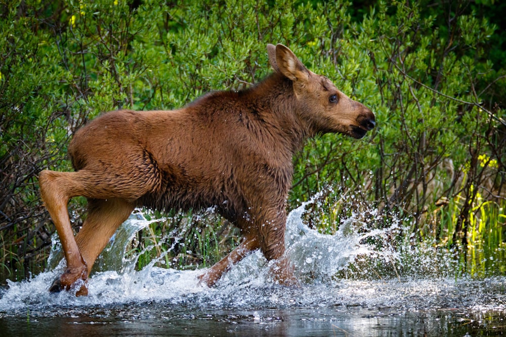 4-legged animal walking in water