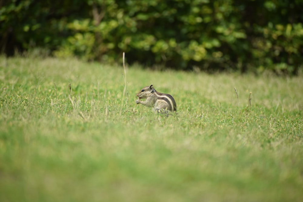 gray squirrel on grass field