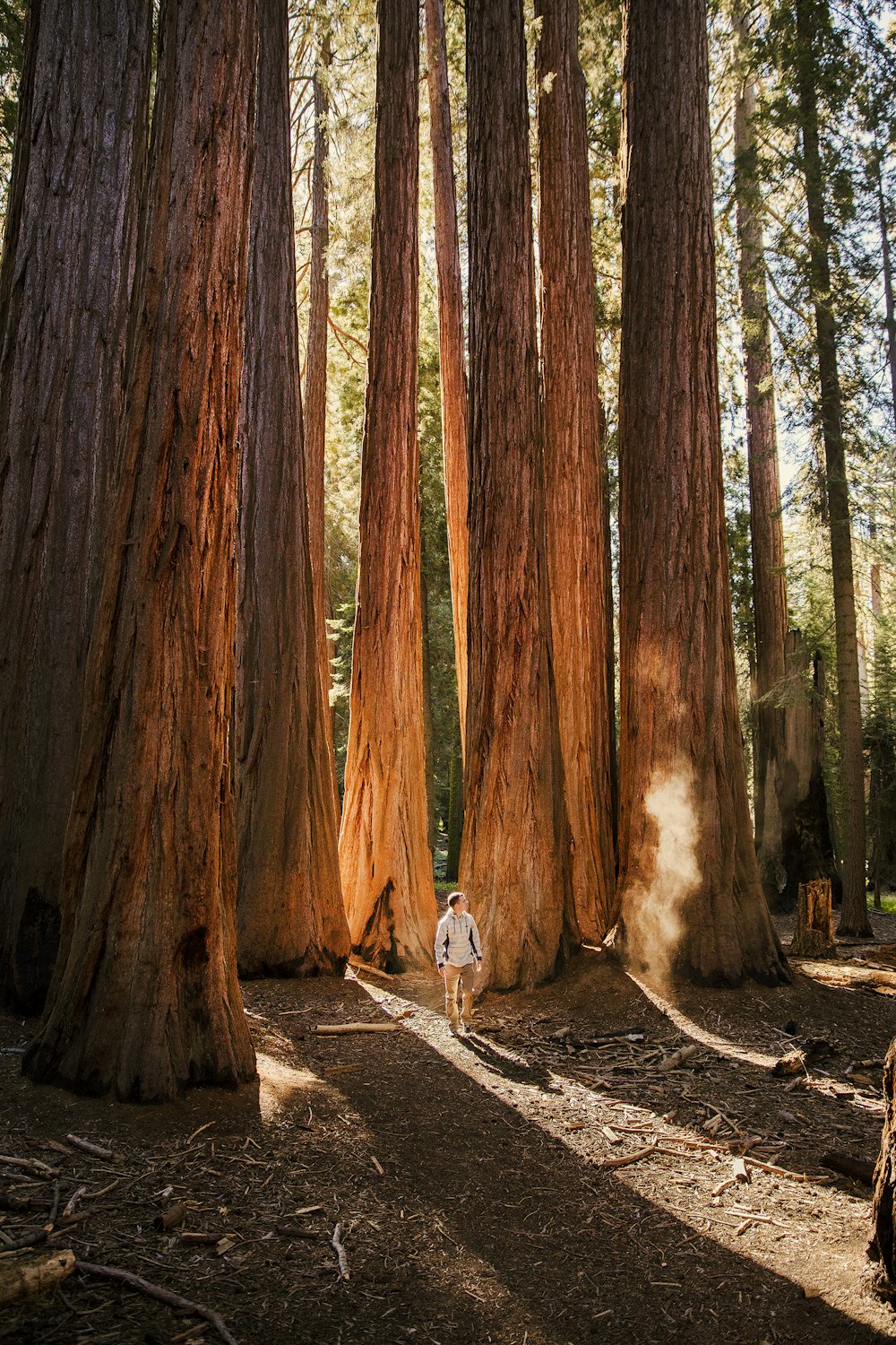 man standing beside tall brown trees