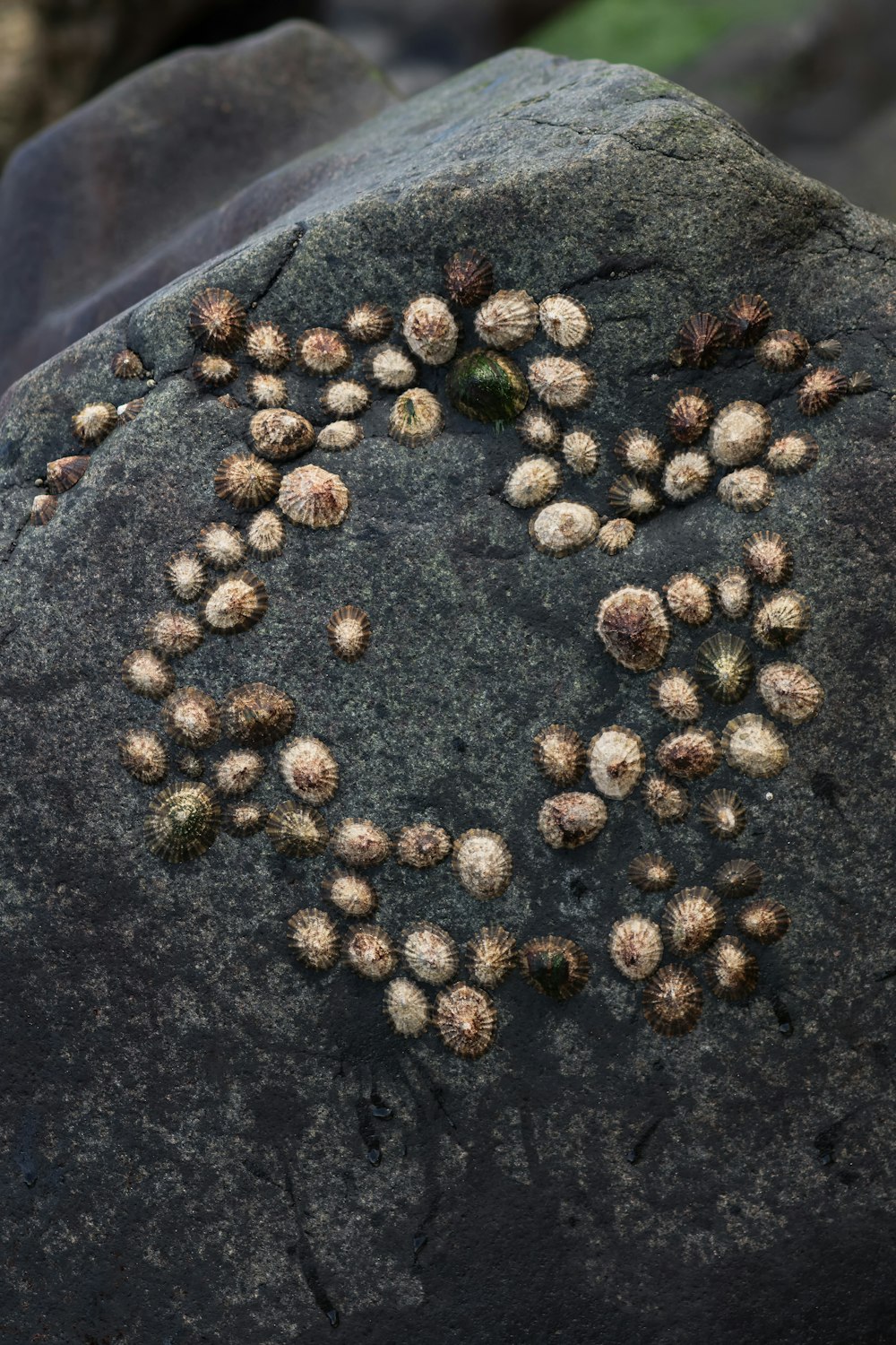 a heart made out of tiny flowers on a rock