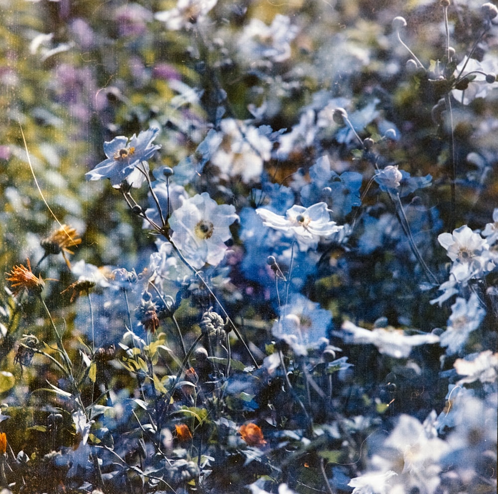 blue flowers