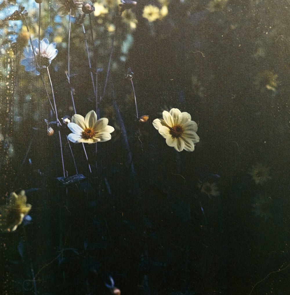 yellow-petaled flowers