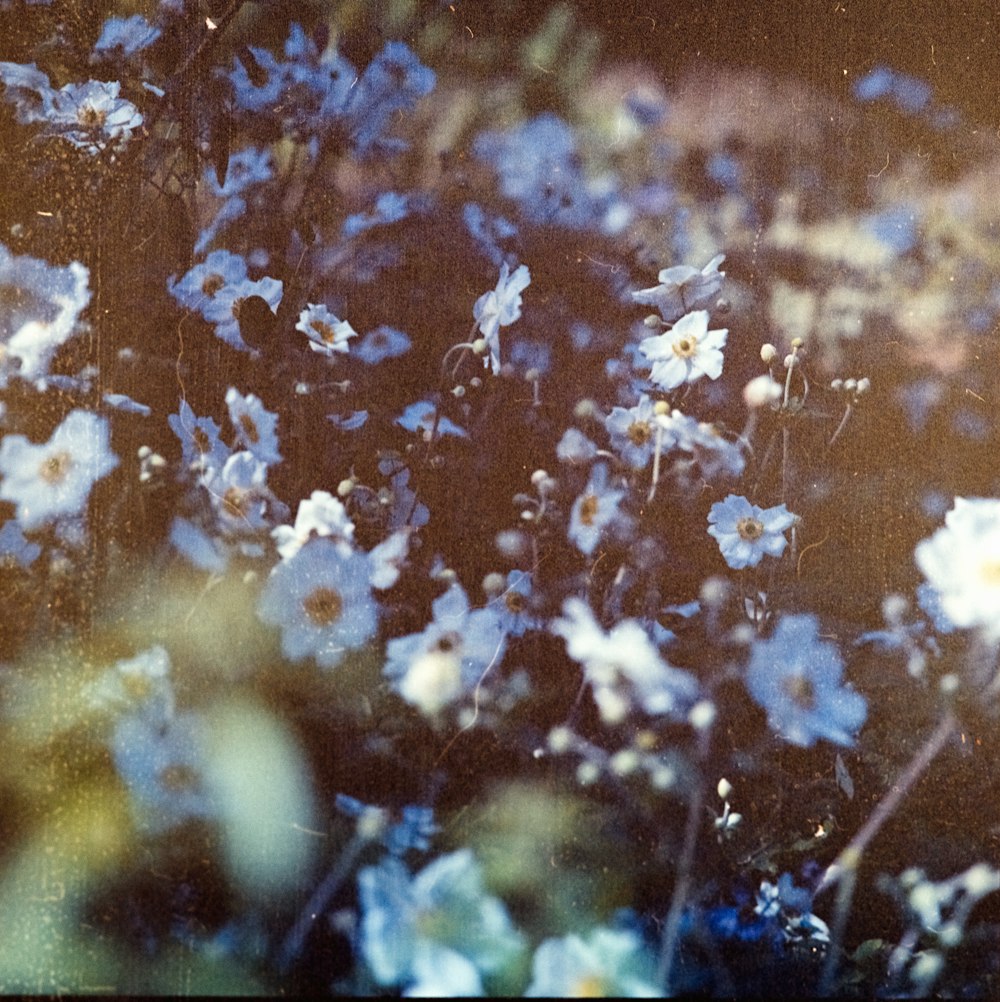 white petaled flowers