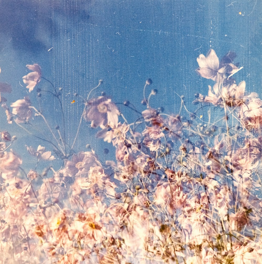 brown petaled flowers