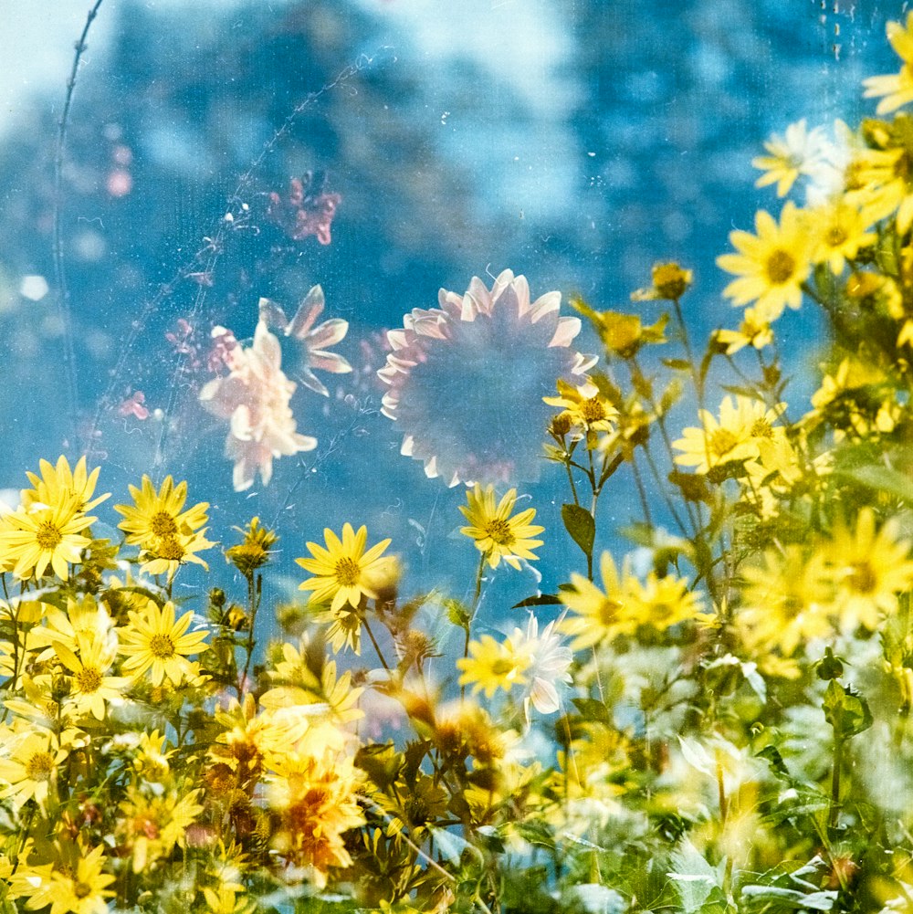 Feld mit gelben Blumen