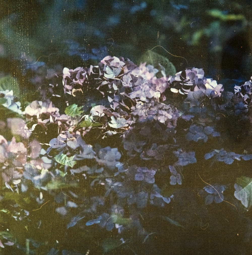 pink flowers