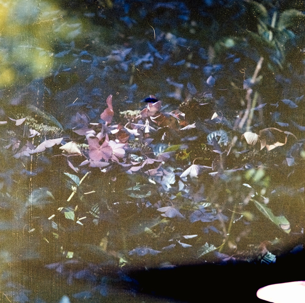 purple petaled flowers on calm water