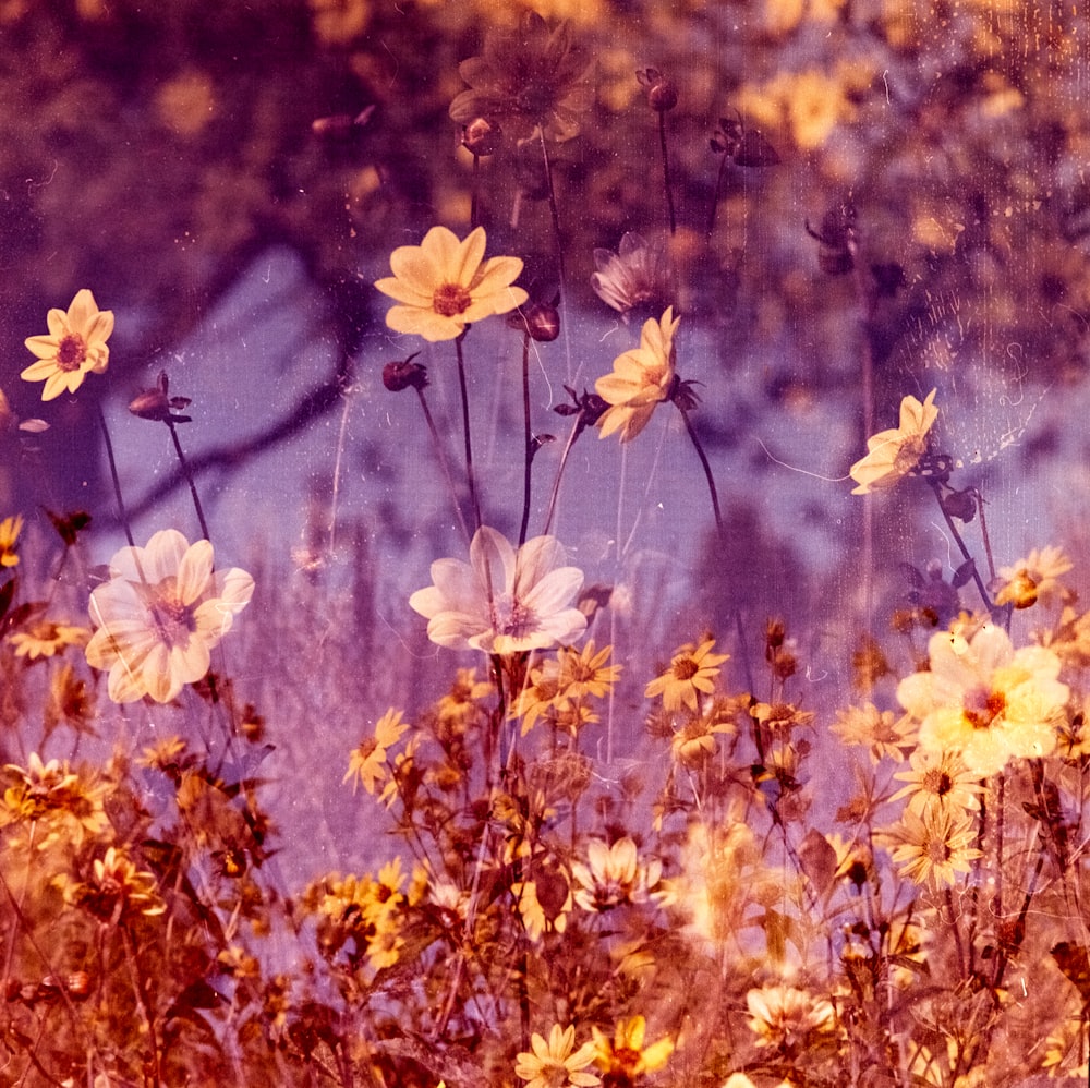 closeup photo of assorted-colored flowers