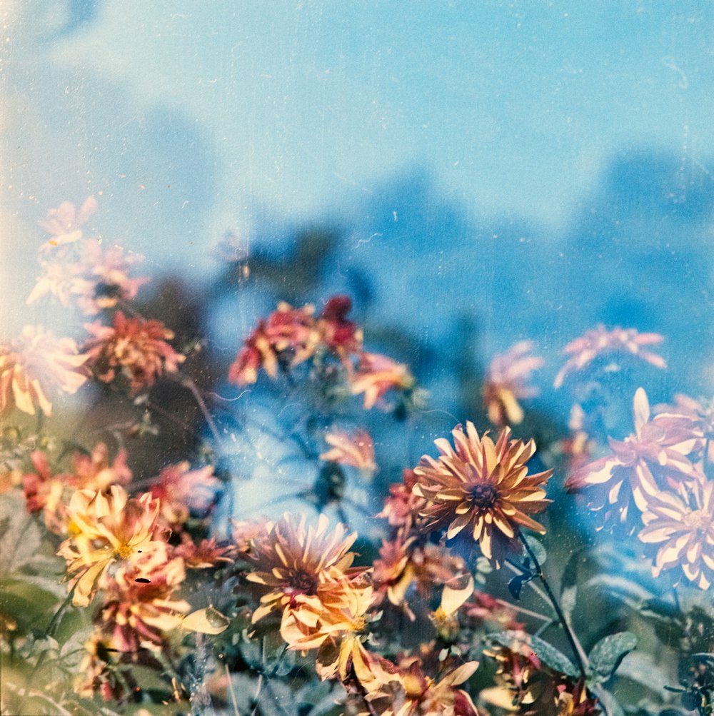 bunch of orange flowers