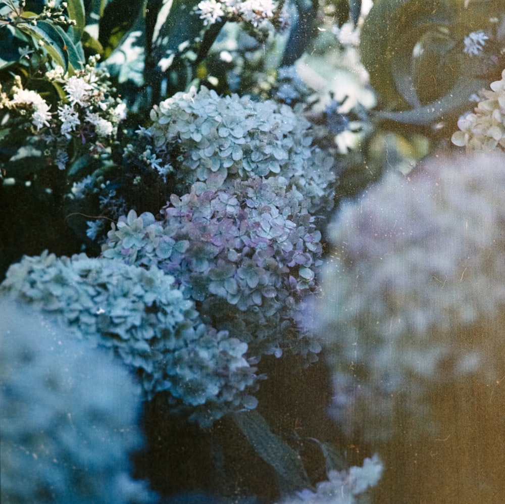 white petaled flowers