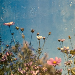 white petaled flowers during daytime photo