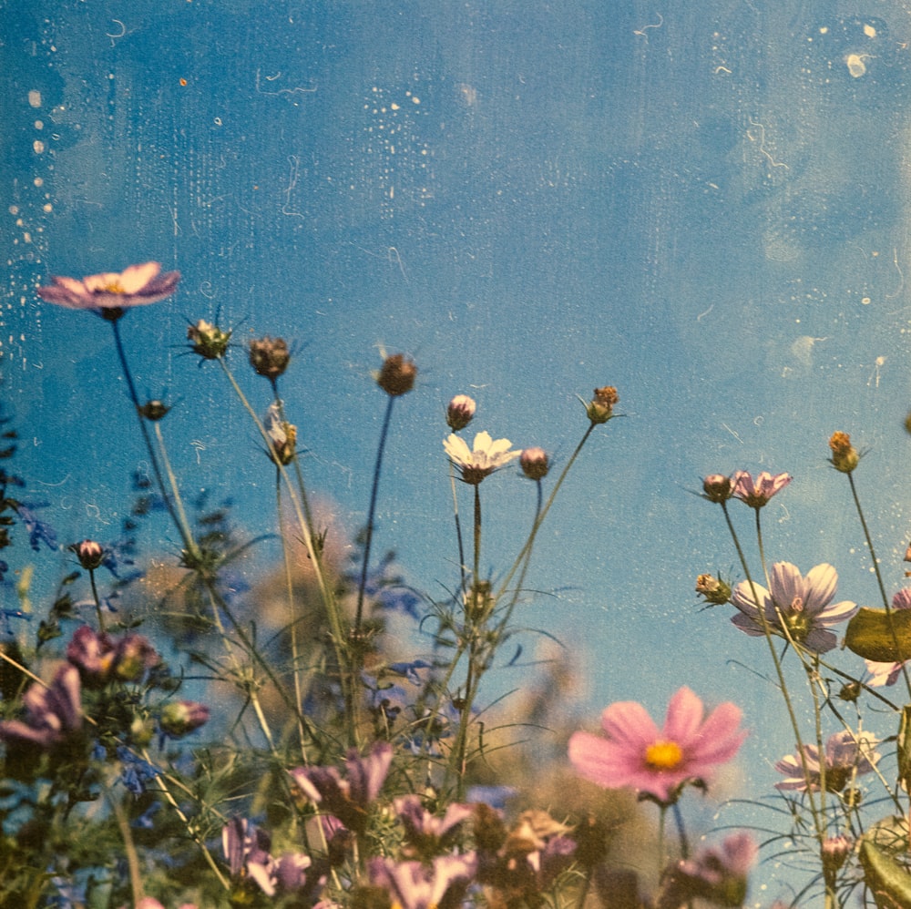 white petaled flowers during daytime photo