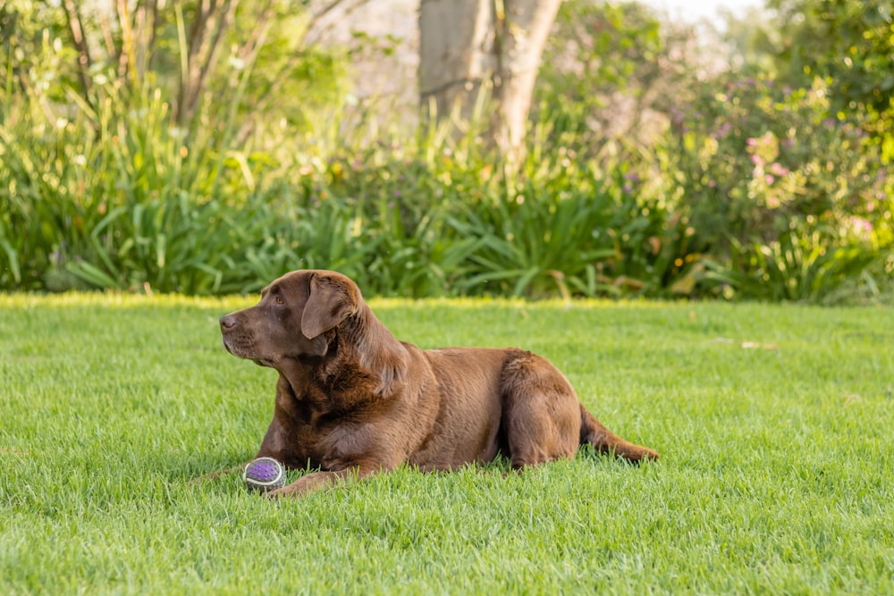 brown dog on grass