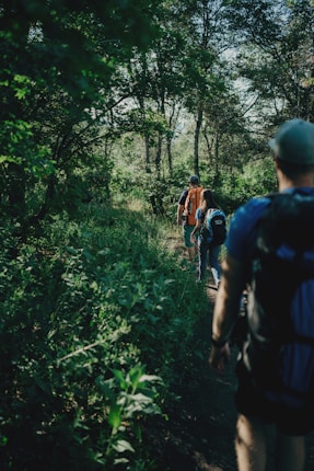 Several people are hiking through a lush forested area with sunlight filtering through the tall trees. The path is surrounded by dense green foliage, and the individuals are carrying backpacks, indicating they are on a hiking trip.