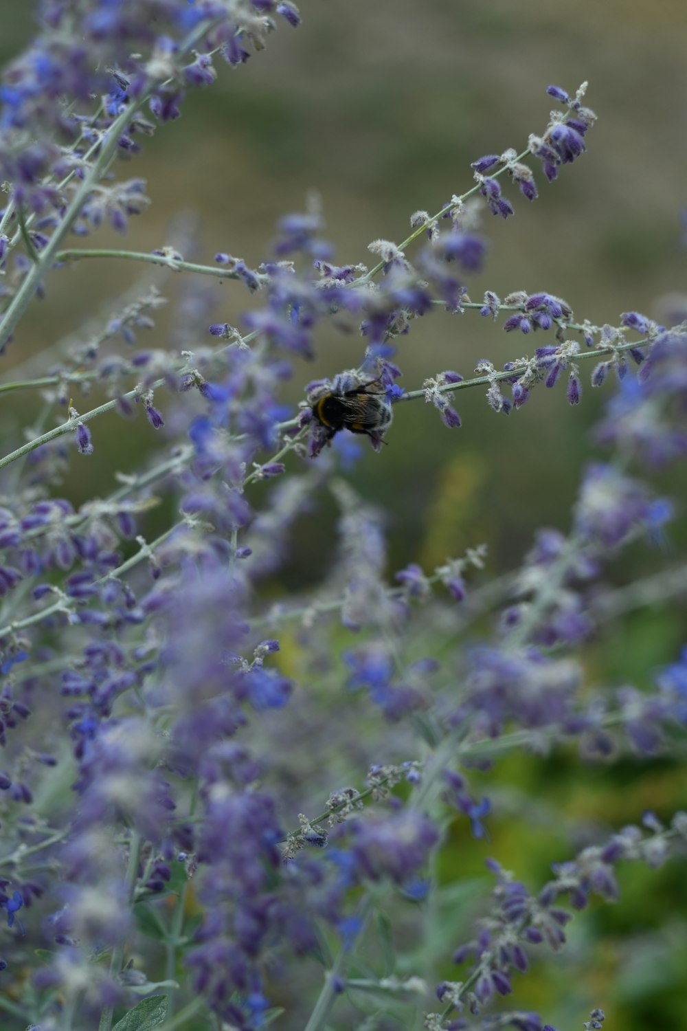 abeille sur fleurs violettes