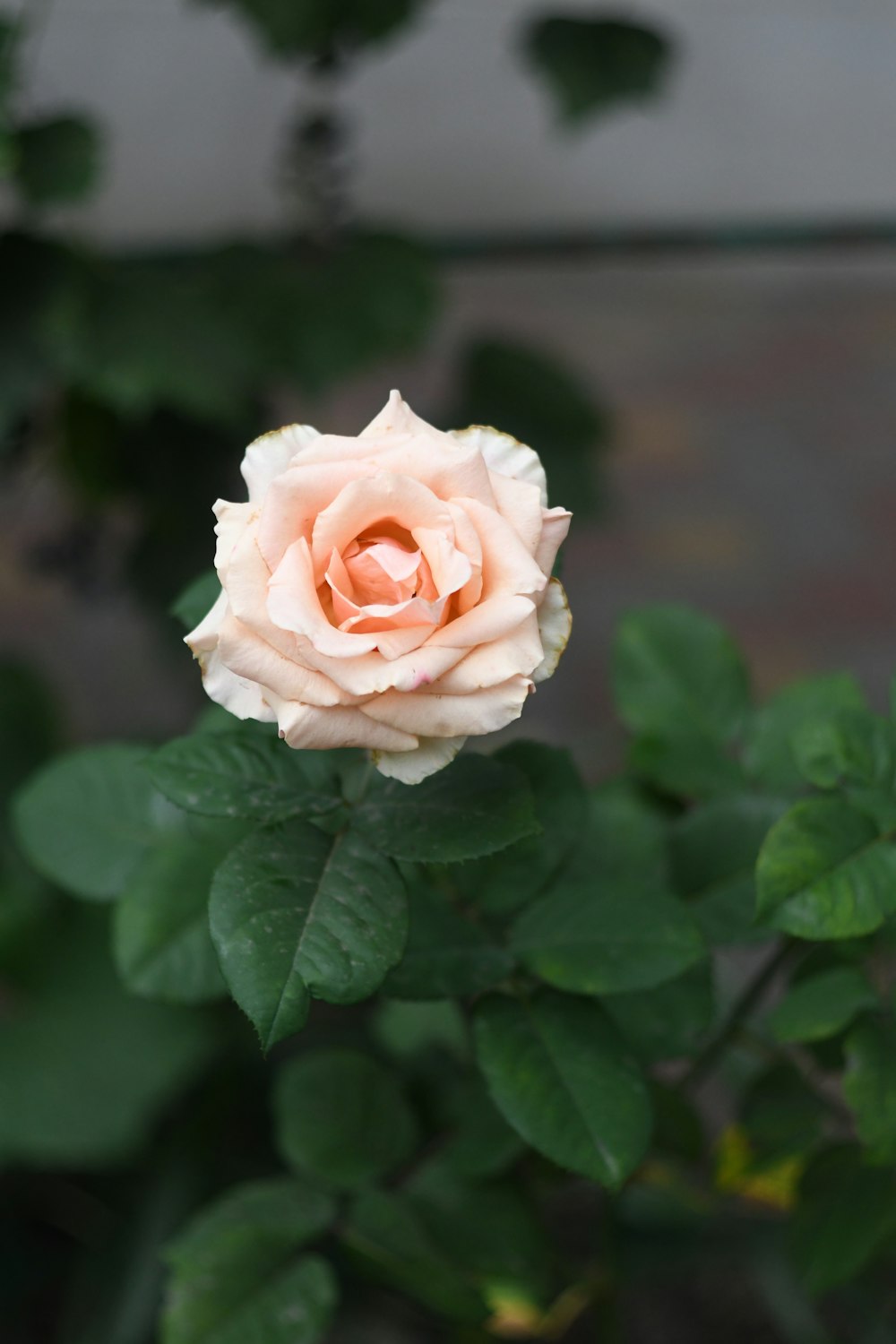 orange rose