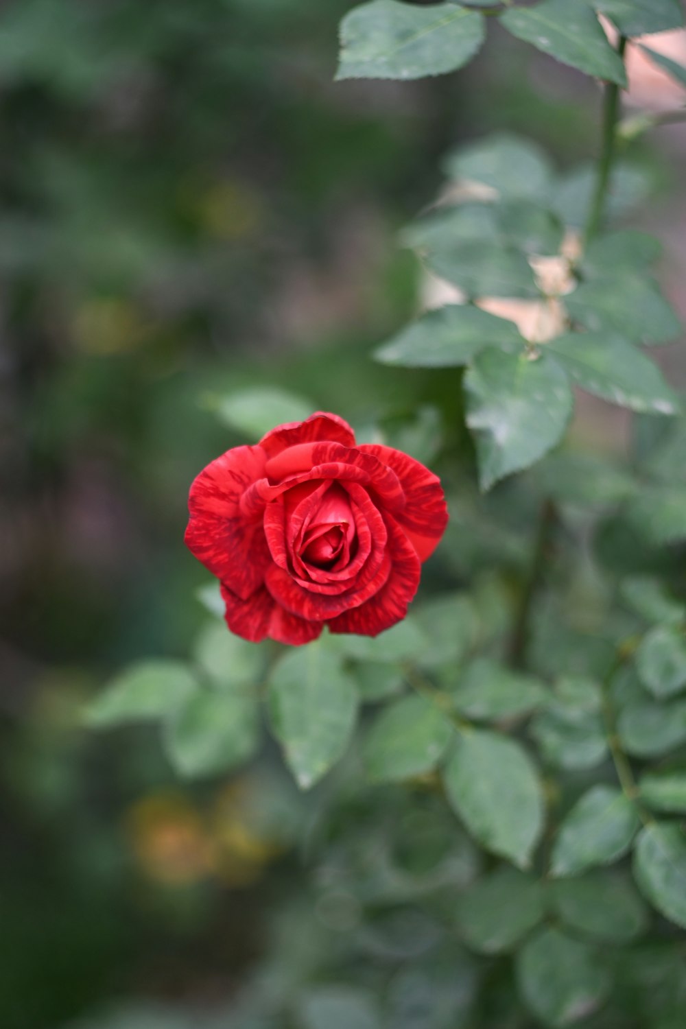 photo of red flowers