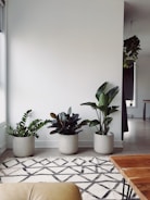 three green-leafed plants