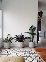 three green-leafed plants