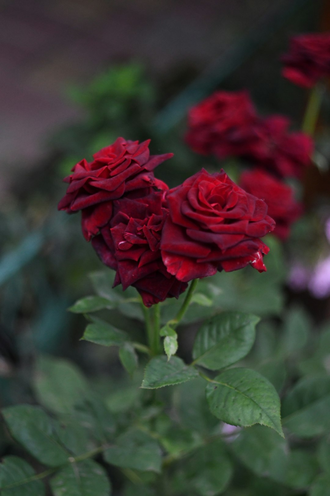 photo of red roses