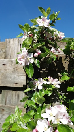 A charming wooden garden fence surrounded by blooming flowers under a bright sky.