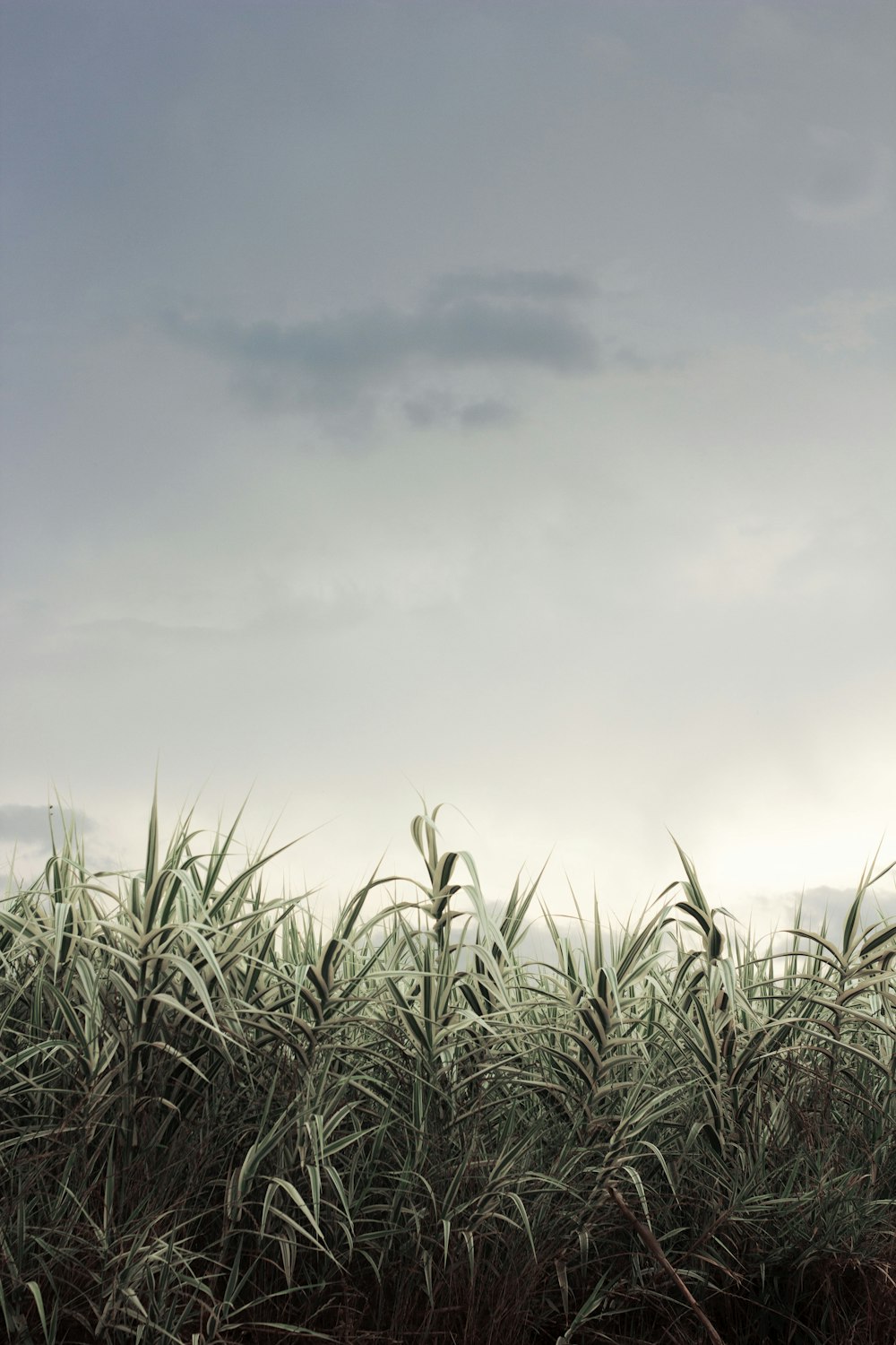 green grass on clouded sky