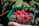 A close-up of a hand holding a basket filled with assorted fresh fruits and vegetables.