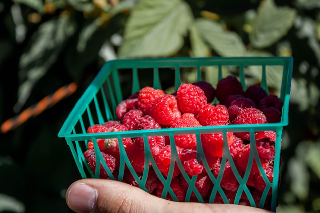Barry smiling outdoors with a basket of fresh berries in a sunny Florida garden.