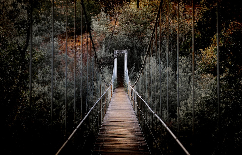 Brücke zwischen Bäumen