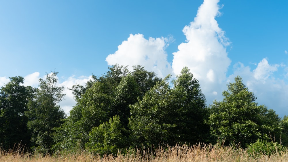 Grüne Bäume unter blauem, bewölktem Himmel