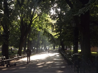 Sunlight filters through the dense canopy of trees lining a park pathway. People walk leisurely along the path flanked by rows of benches, with a serene, dappled sunlight pattern on the ground. The setting is tranquil and lush, suggesting a peaceful urban park environment.
