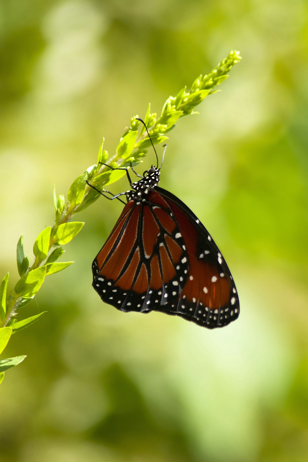 red and black butterfly on plant