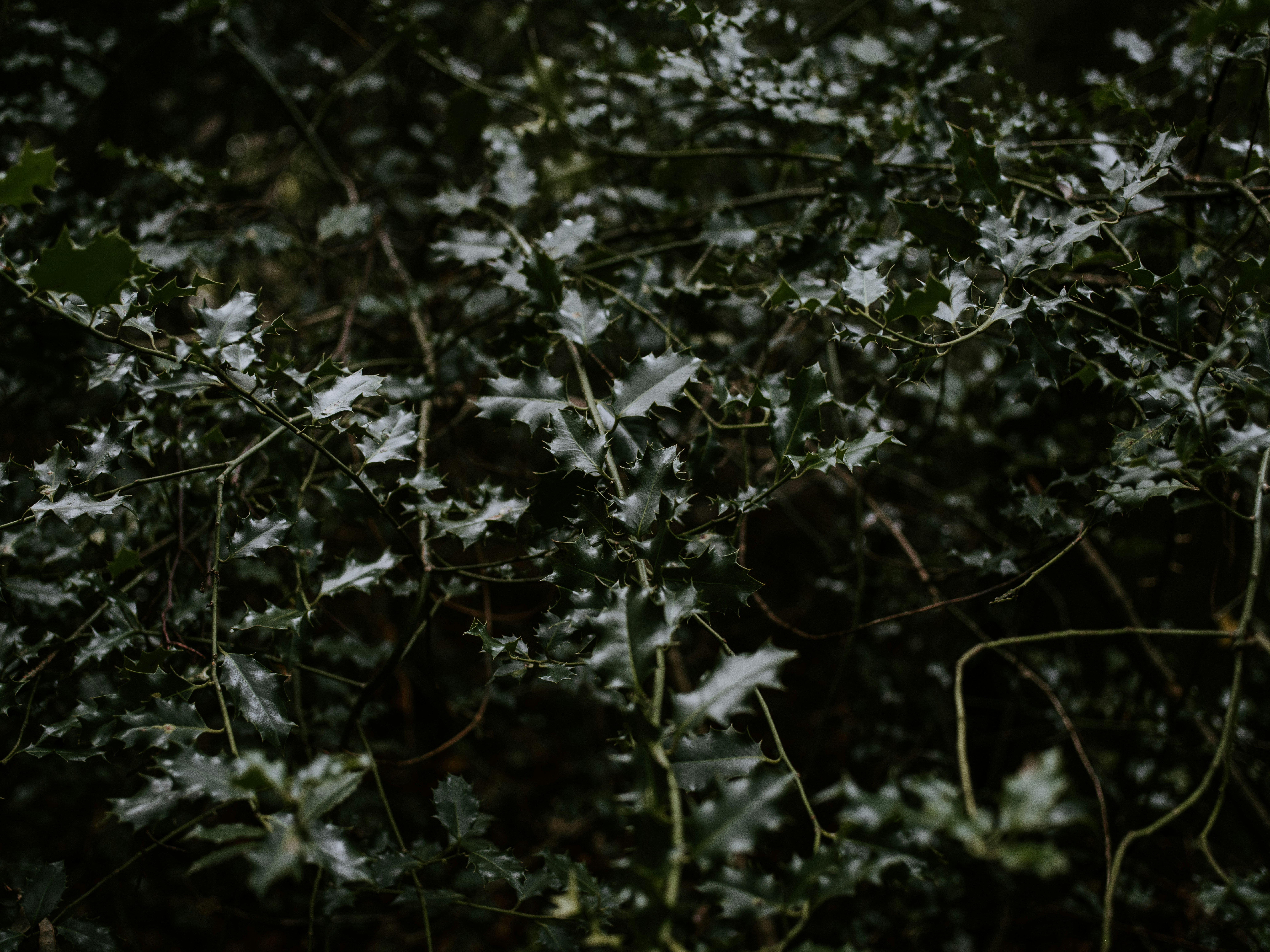 Photo by anniespratt