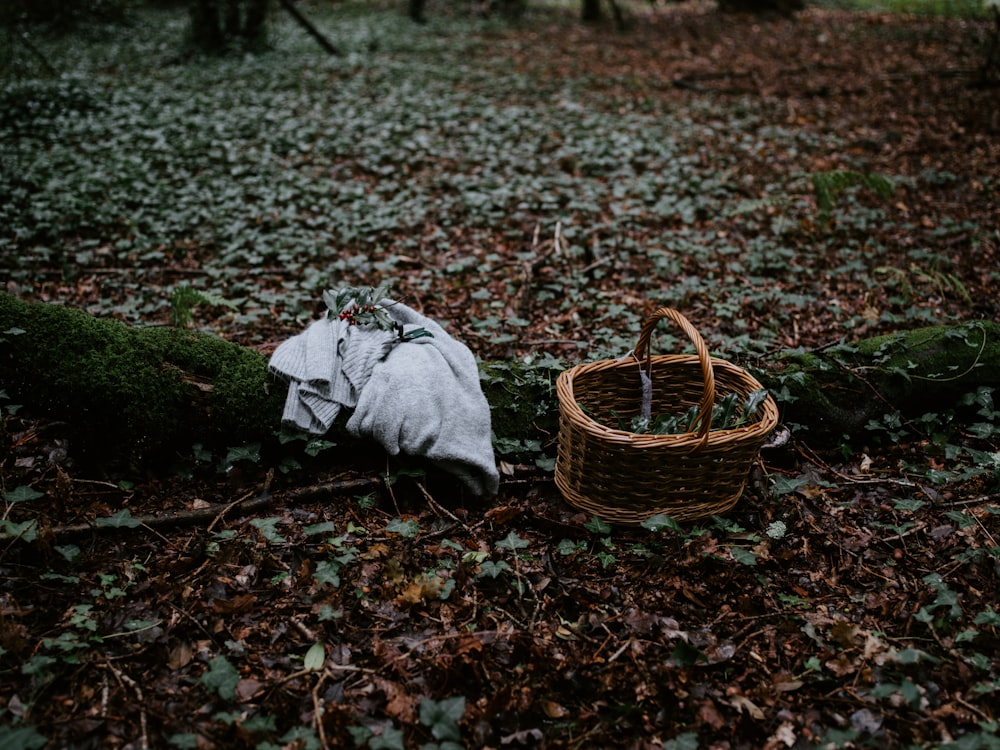 picnic basket near tree root