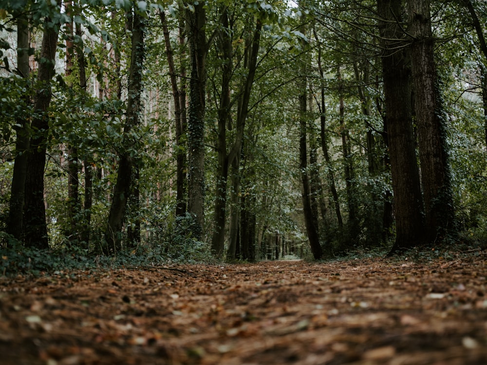 forest trees photography