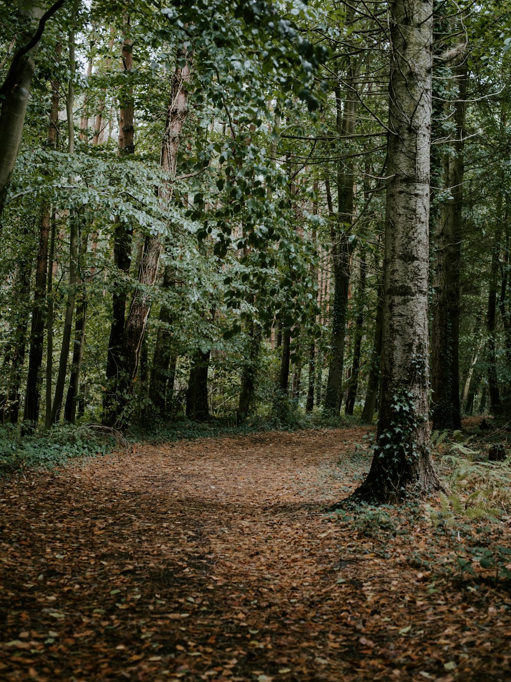 green leaf trees during daytime photo