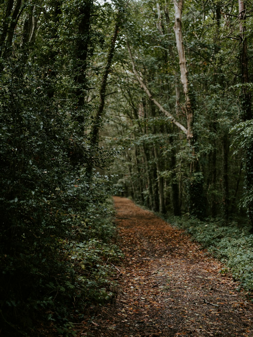 trilha marrom na floresta