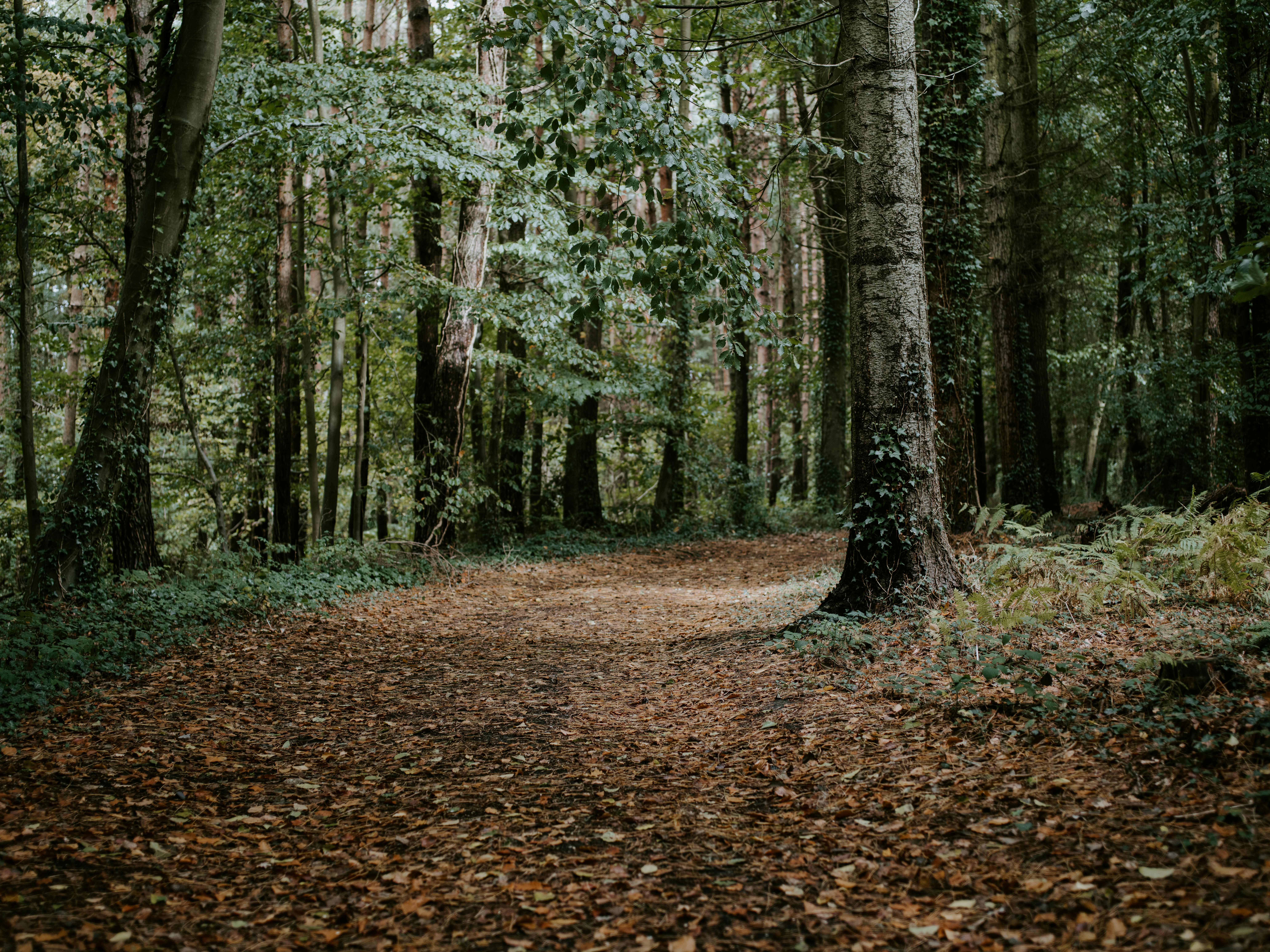 Photo by anniespratt