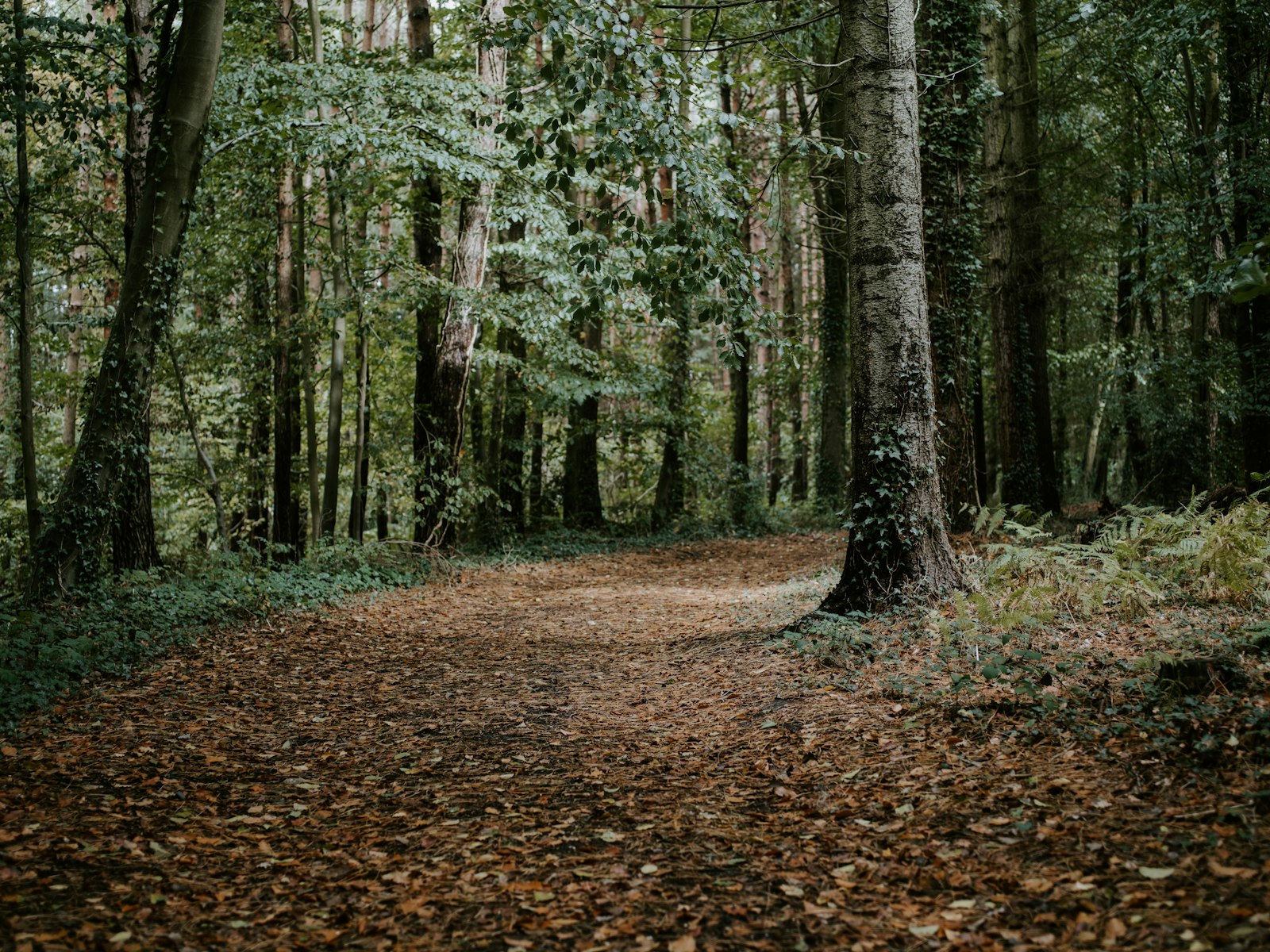 Pentax smc D FA 645 55mm F2.8 AL (IF) SDM AW sample photo. Pathway between trees at photography