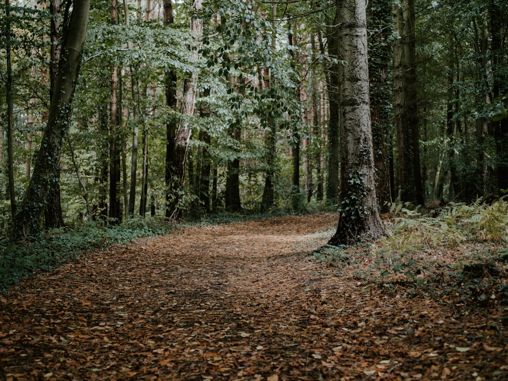 pathway between trees at daytime