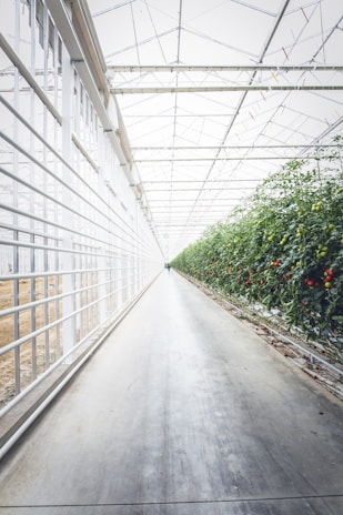 Greenhouse corridor