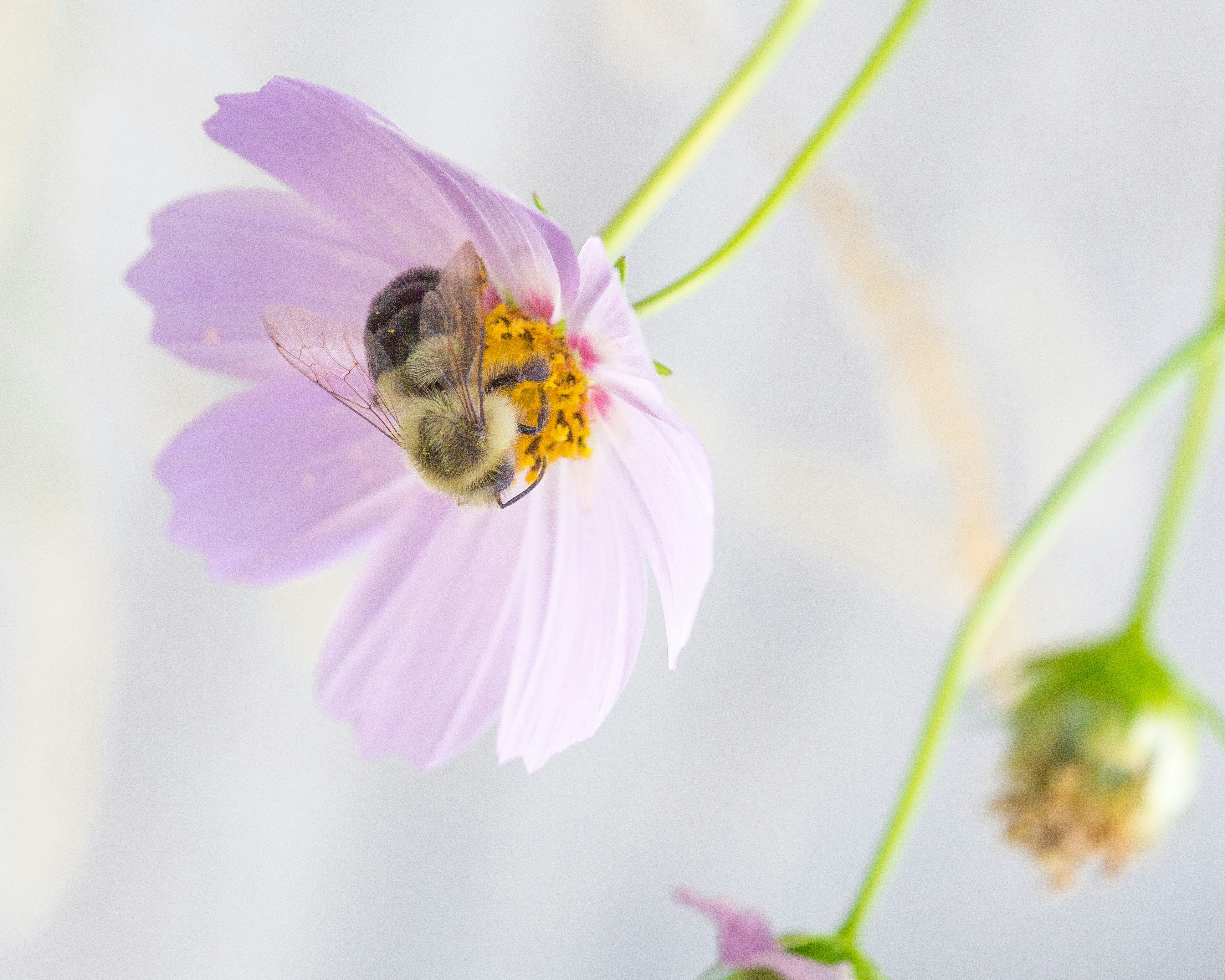 Photo by ilanagrostern