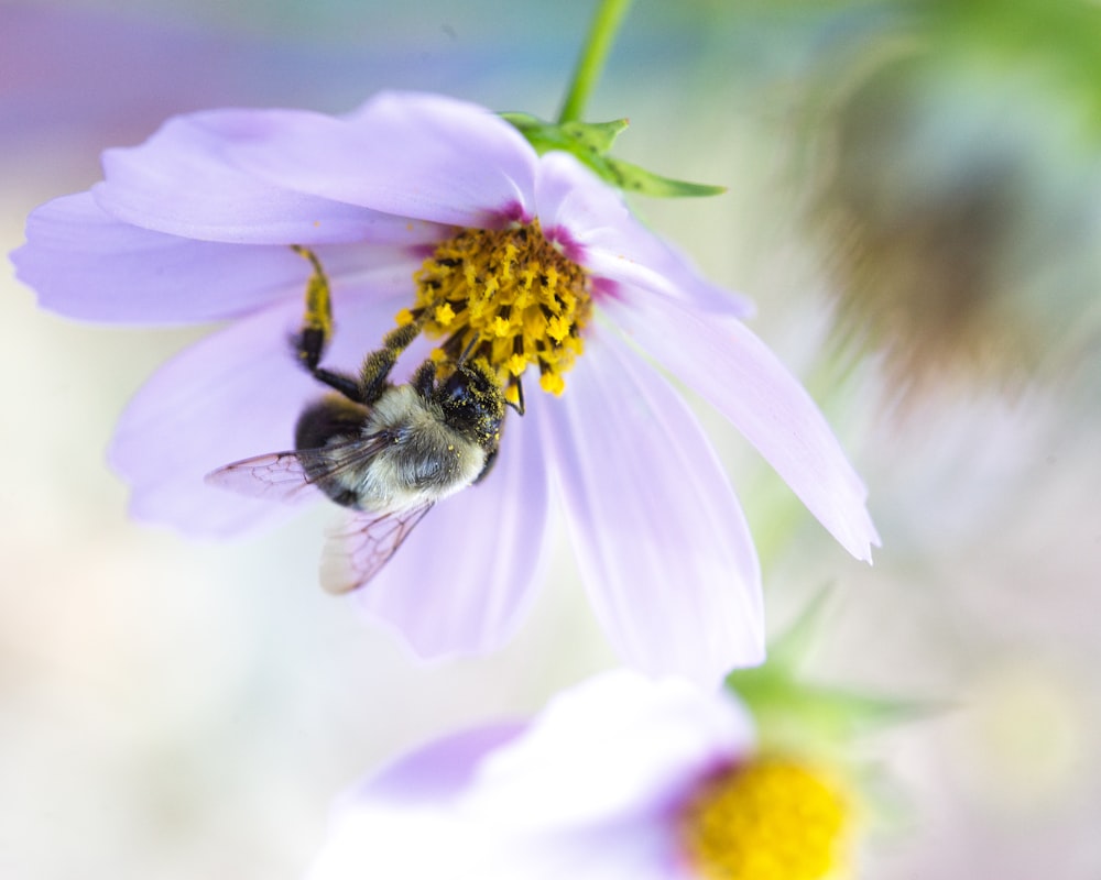 selective focus photography of a bee on purple-petaled flower