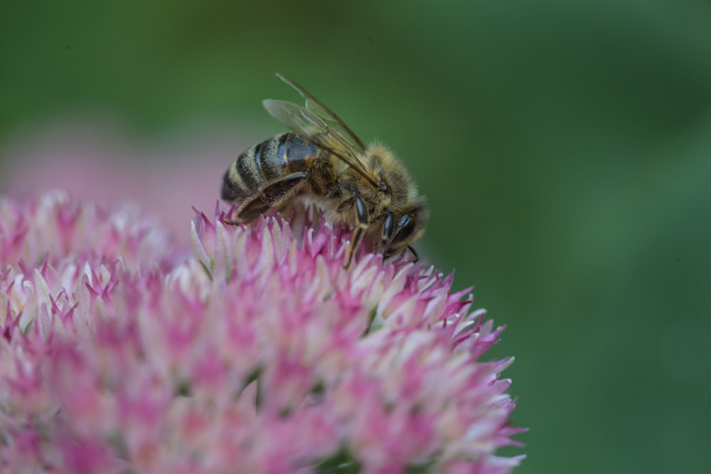 brown bee on purple petaled flowers