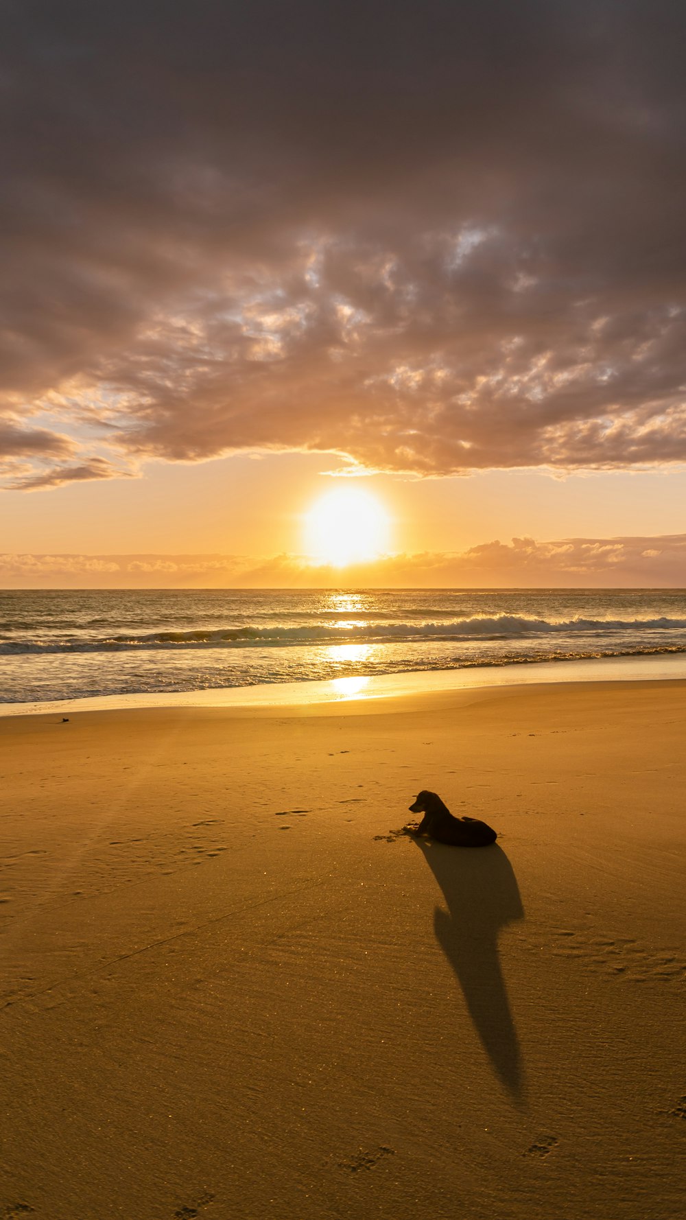 black dog on desert