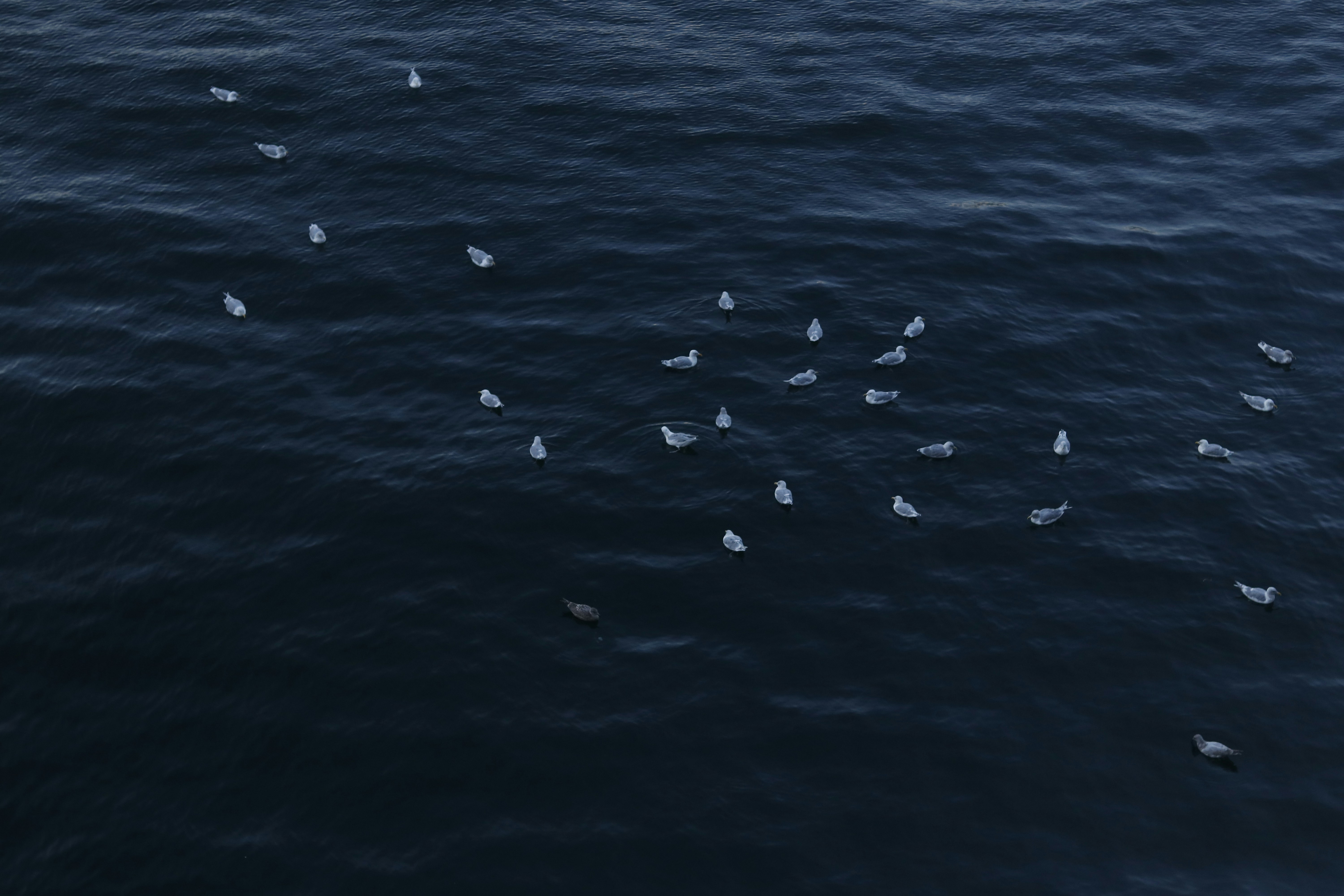 Photo by jimagawa